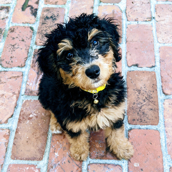 Phoebe